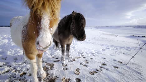 iceland scenic landscape nature winter snow poney horse kid pet