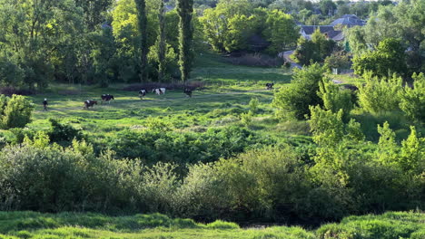 following isolated small herd of dairy cows on green field pasture walking next to a forest in countryside, returning home