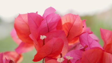 - flor roja - primer plano - 4k 29,97 fps - disparado en el canon r5c