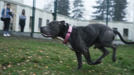 Running-stafford-through-the-dog-park