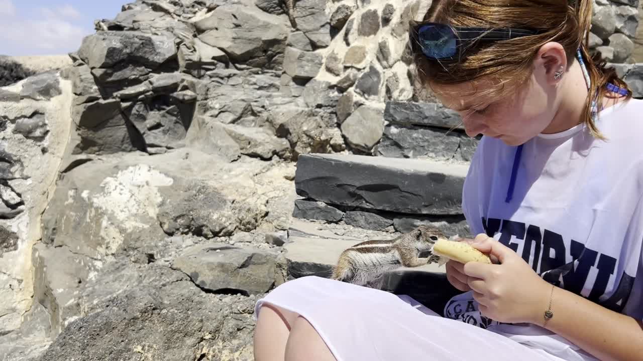 A very tame Barbary ground squirrel sits on a girl's knee and eats a piece of food she is holding. Fuerteventura, Canary Islands, Spain