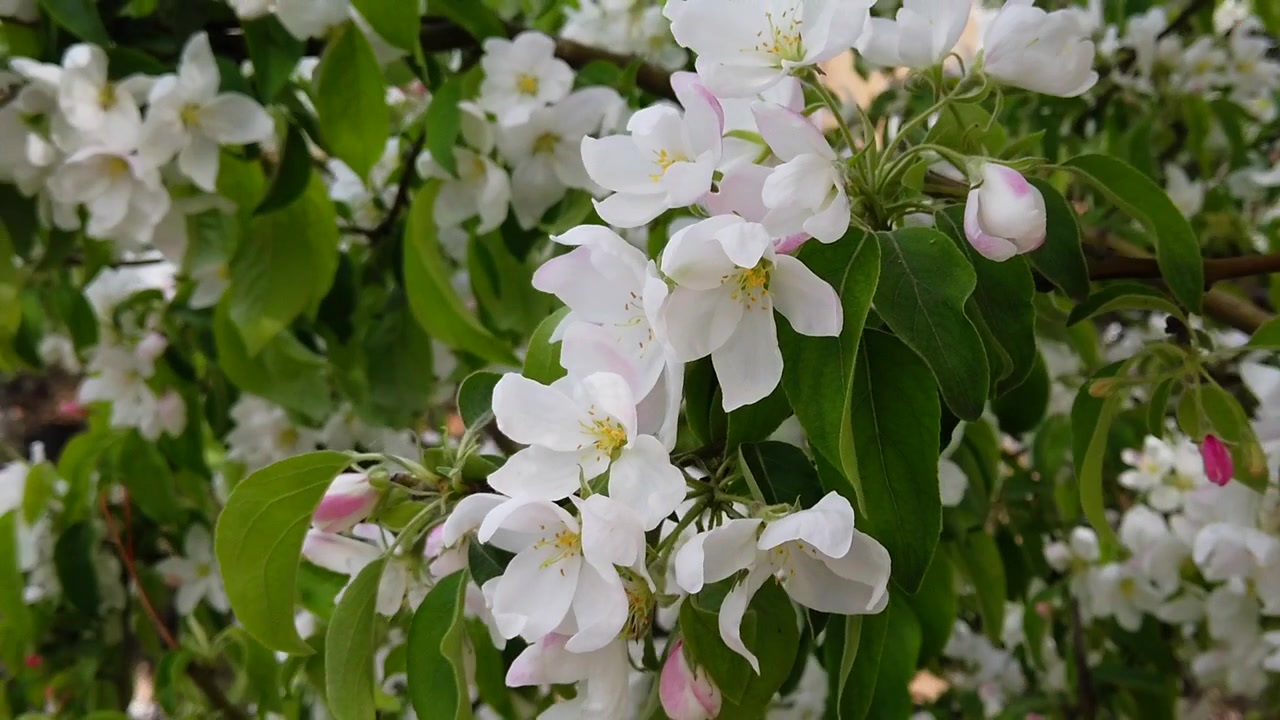 Flores de pessegueiro na primavera.