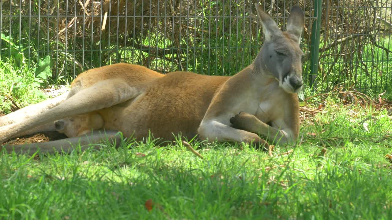Muscular red kangaroo relaxing in a field in Australia