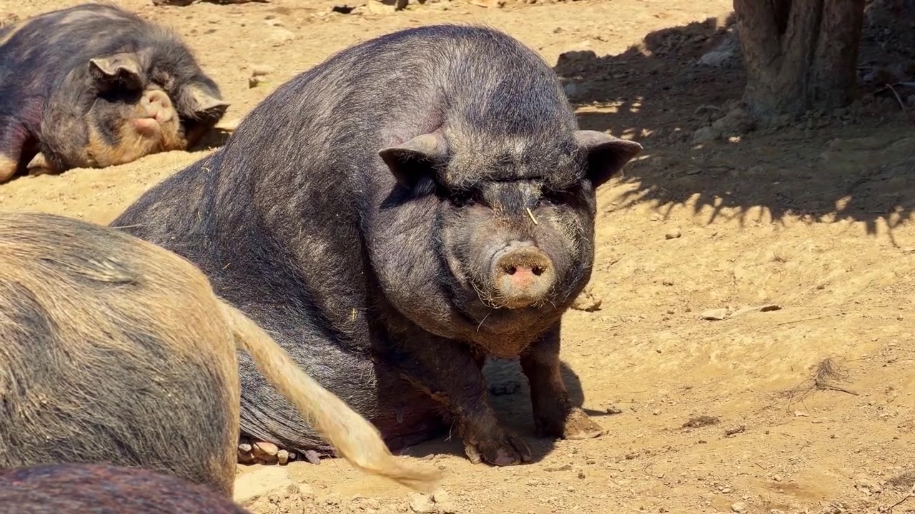 Grande maiale nero panciuto con la faccia rugosa sdraiato in un recinto asciutto e fangoso in una giornata di sole.