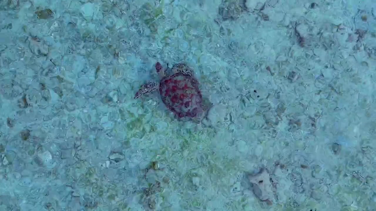 Small sea turtle gliding over a textured seabed in clear tropical water. Unique aerial view drone camera pointing down