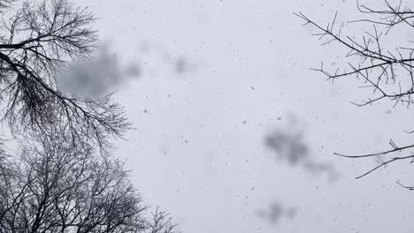 Blick-Auf-Den-Himmel-Und-Die-Bäume,-Während-Der-Schnee-Fällt