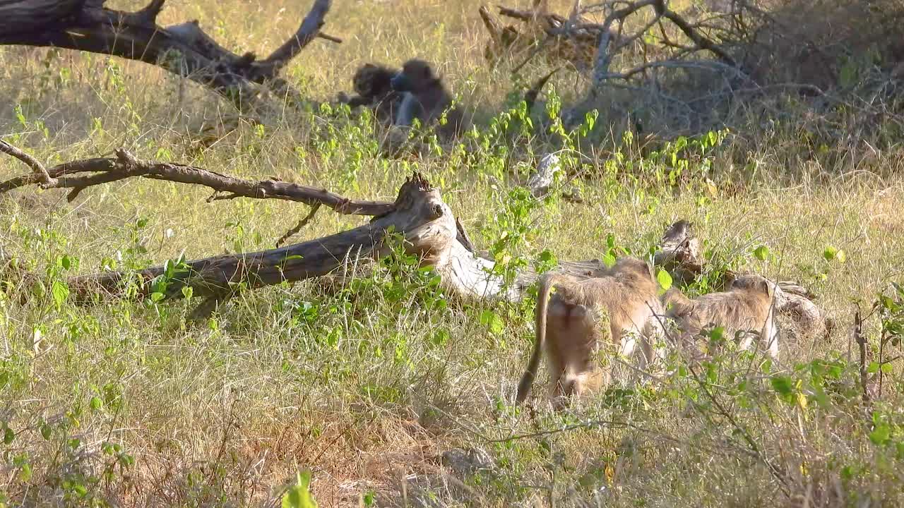 Vervet Monkey primate wildlife outdoor natural habitat South Africa Kruger National Park