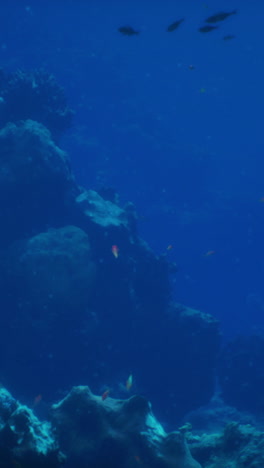 escena de arrecife de coral submarino