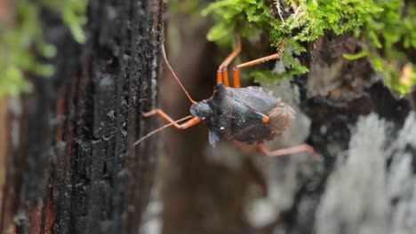 Forest-bug-or-red-legged-shieldbug-(Pentatoma-rufipes)-is-a-species-of-shield-bug-in-the-family-Pentatomidae,-commonly-found-in-most-of-Europe.-It-inhabits-forests,-woodlands,-orchards,-and-gardens