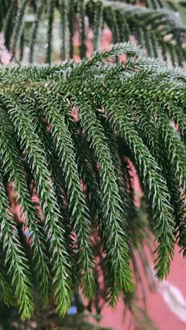 close-up of evergreen plant leaves