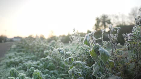 macro of frosted nettles with icy grass and the sun in the background