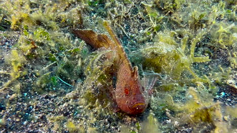 Cockatoo-waspfish-hidden-in-seaweed-on-sandy-seabed