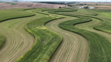 contour farming in a cornfield