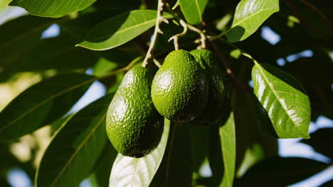 avocados on the tree