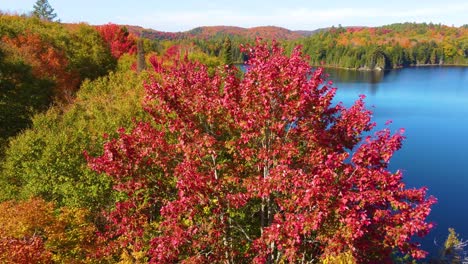 Aerial-top-of-spruce-and-maple-tree-forest-near-lake-in-Montreal,-Quebec,-Canada