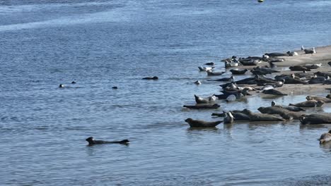 close aerial parallax of seals resting at dutch tidal mud flat