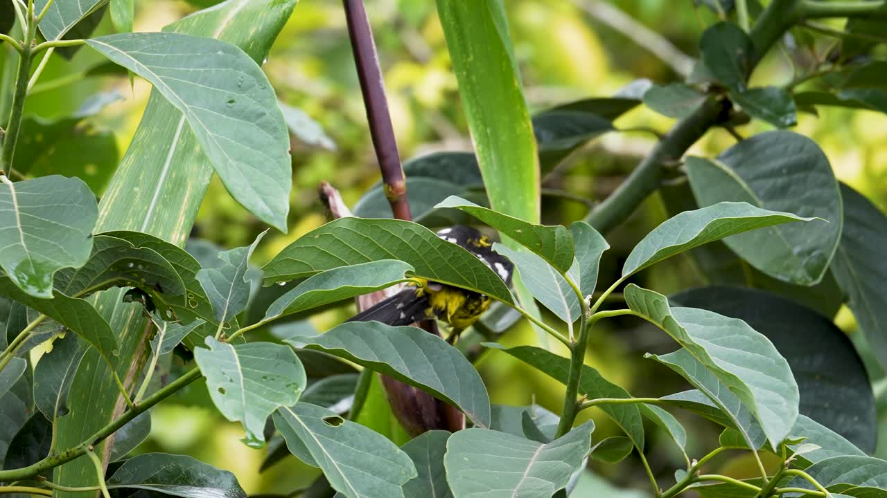 Golden-bellied Grosbeak Feeding on Corn in Field (Variant)