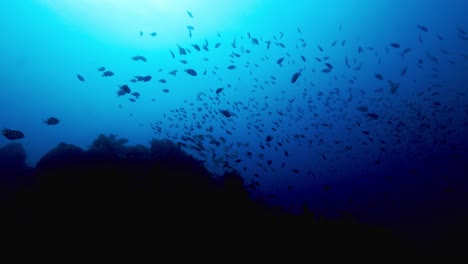 un buen grupo de peces nadando en aguas abiertas