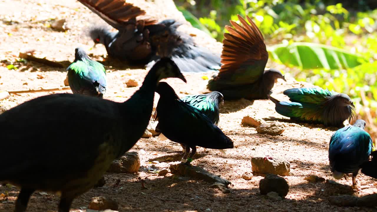 파오크가 상호 작용하고 활기찬 털을 보여줍니다.