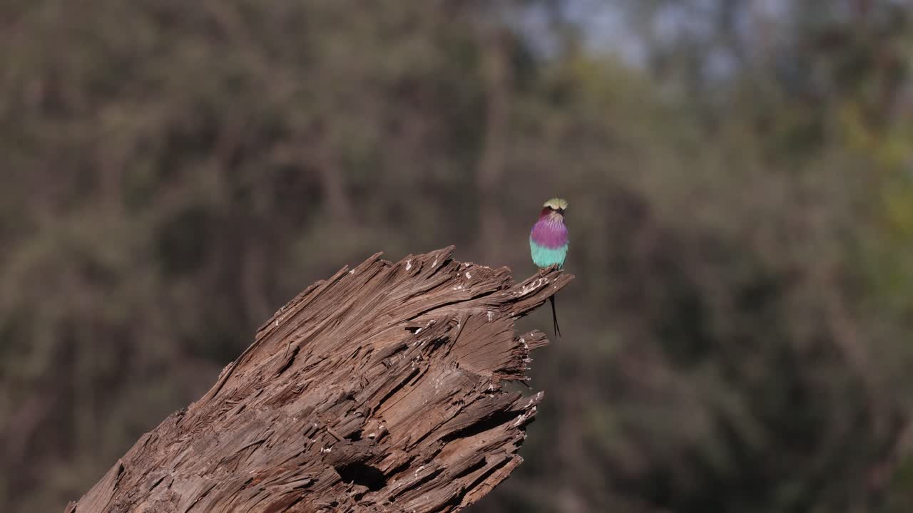 Lilac-breasted roller perched on a dry branch against a blurred background moving its head. Tuli Botswana.