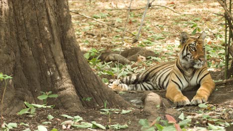 Weitwinkelaufnahme-Eines-Subadulten-Tigers,-Der-Zwischen-Baum-Und-Bambus-Im-Dschungel-Sitzt