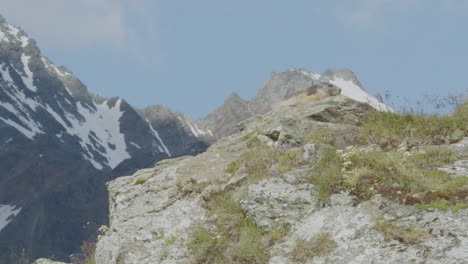 marmot lying on a rock in front of a blue sky and mountain range