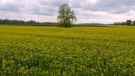 Vuelo-Sobre-El-Campo-Con-Flores-De-Canola-Y-Tilo-En-Medio