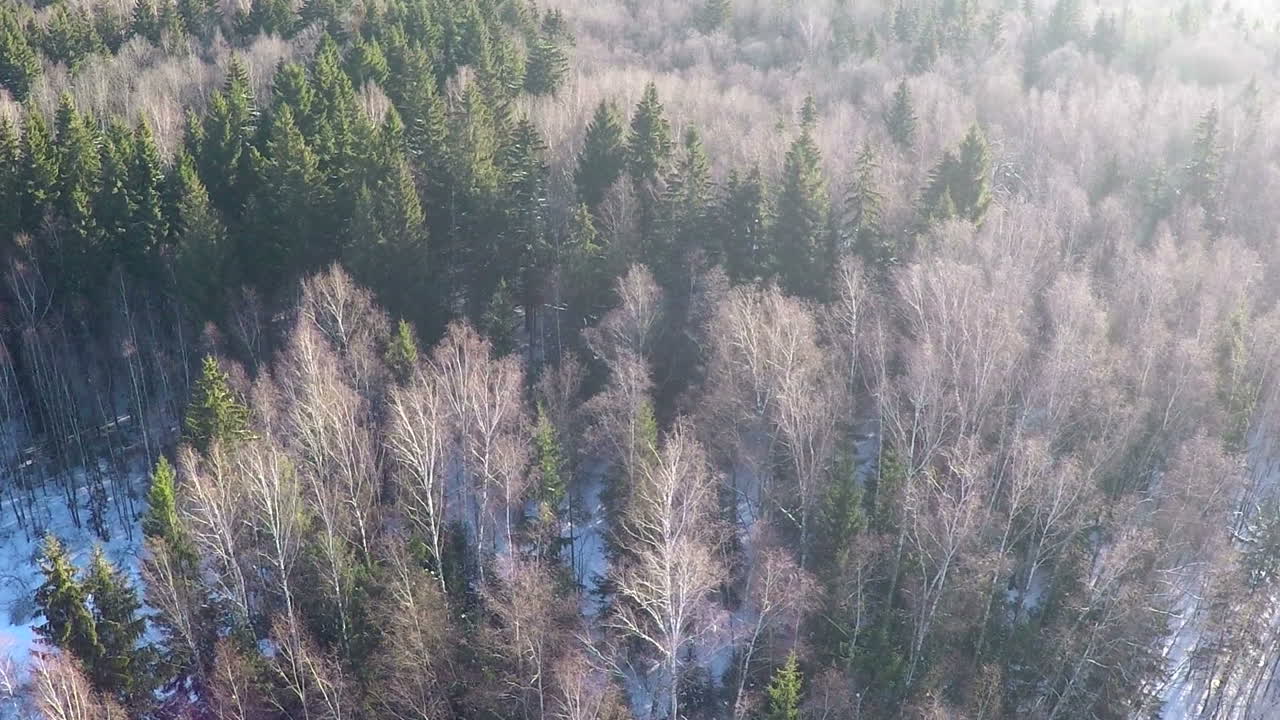 Havupuut ja koivut talvisessa sekametsässä ilmakuva