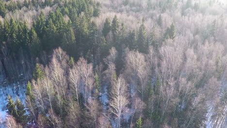 coniferous trees and birches in winter mixed forest aerial