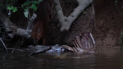 Dhole-Oder-Asiatischer-Wildhund-Cuon-Alpinus,-Khao-Yai-Nationalpark,-Thailand