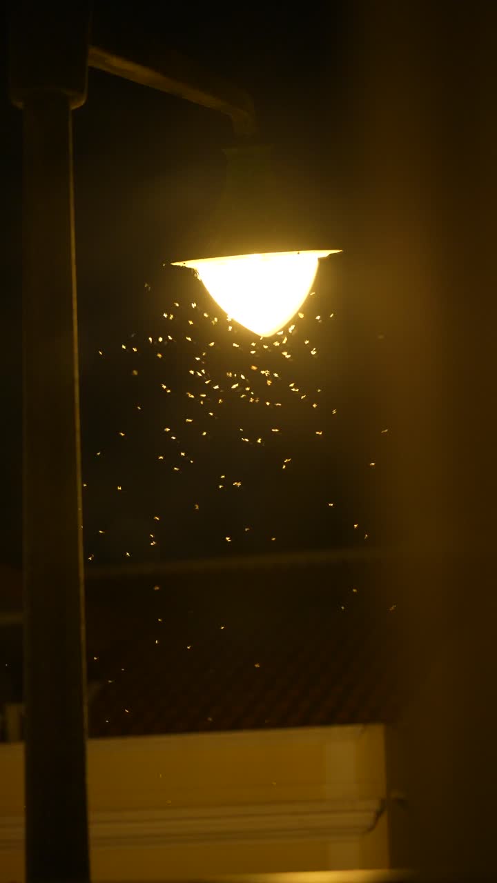 Insects Swarming Around a Street Lamp at Night
