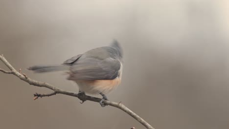 Close-up-of-birds-on-a-branch-ice-and-snow-winter-day