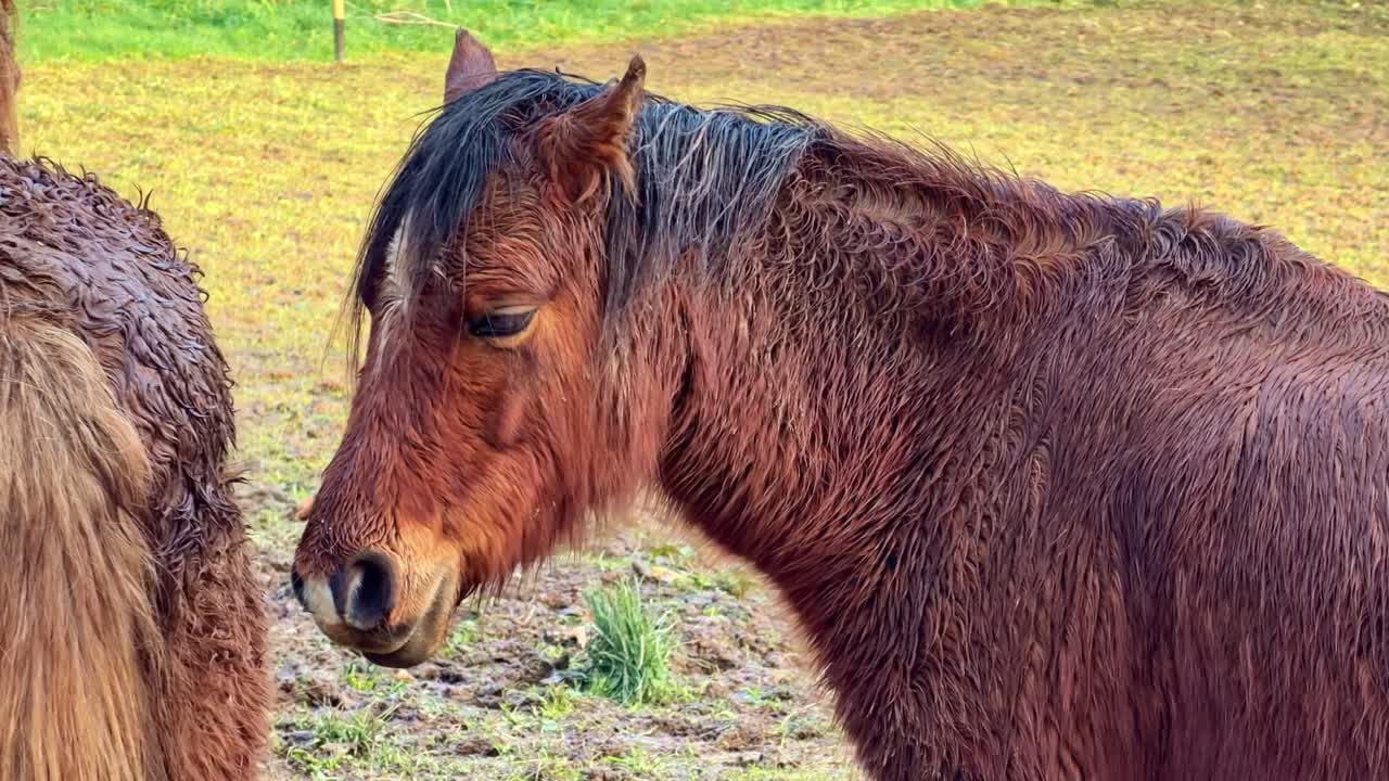Brun Kiso-hest står roligt på en landlig mark med en anden hest i nærheden.