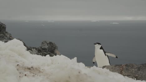 el pingüino lucha por subir una colina a través de nieve gruesa y alta