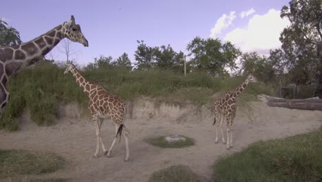 three wild giraffes walking around open green spaced area, wide shot