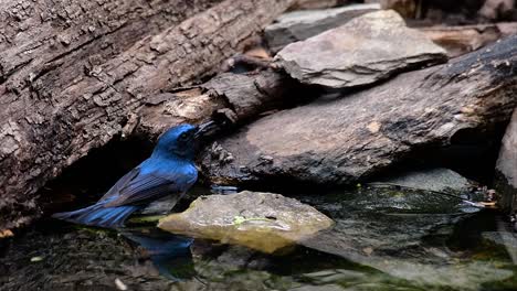 El-Papamoscas-Azul-De-Indochina-Se-Encuentra-En-Los-Bosques-De-Las-Tierras-Bajas-De-Tailandia,-Conocido-Por-Sus-Plumas-Azules-Y-Su-Pecho-De-Naranja-A-Blanco