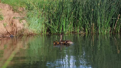 el pato madre nadando con los patos bebé