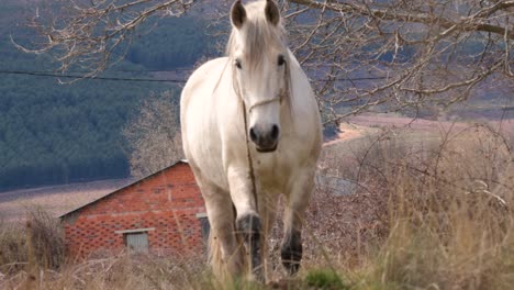 white purebred horse tied with a rope, walking on the meadow