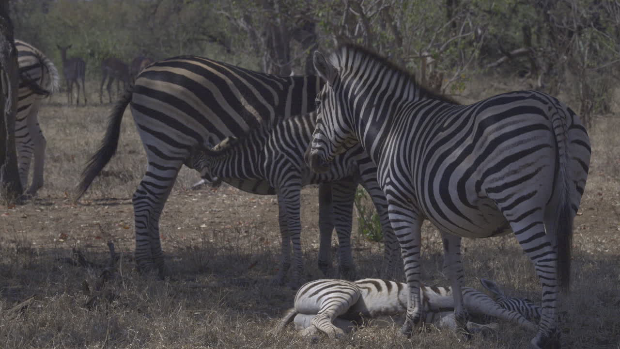 Zebra delle pianure: due femmine con cuccioli, una che riposa e una che allatta