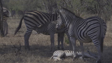 plains zebra two females with calves, one resting and one suckling