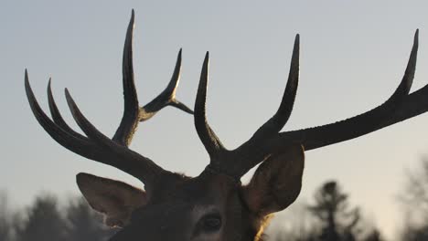 ciervos alces y rebaños sobreviviendo al frío invierno en cámara lenta cinematográfica