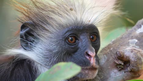 Cara-De-Mono-Colobo-Rojo-En-Las-Copas-De-Los-árboles-Del-Bosque-Jozani-Isla-De-Zanzíbar-Tanzania,-Primer-Plano