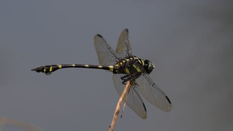 the common flangetail dragonfly is commonly seen in thailand and asia