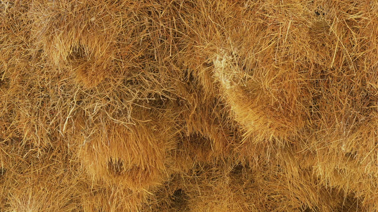 Sociable weaver birds fly in and out of their communal nest. Several nesting tubes can be seen. Shot in slow motion.