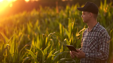 Der-Landwirt-Der-Zukunft-Nutzt-Einen-Tablet-Computer,-Um-Maisplantagen-Zu-Verwalten,-Die-Pflanzenqualität-Zu-überwachen-Und-Den-Boden-Zu-Analysieren,-Um-Pflanzen-Zu-Gießen-Und-Zu-Düngen,-Die-Bei-Sonnenuntergang-Auf-Dem-Feld-Stehen.