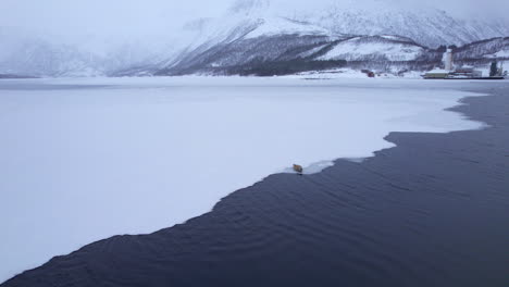 Aerial-forwarding-shot-of-a-sea-lion-relaxing-on-the-edge-on-a-frozen-fjord-in-the-Arctic-Circle-of-Northern-Scandinavia-with-a-factory-in-the-background