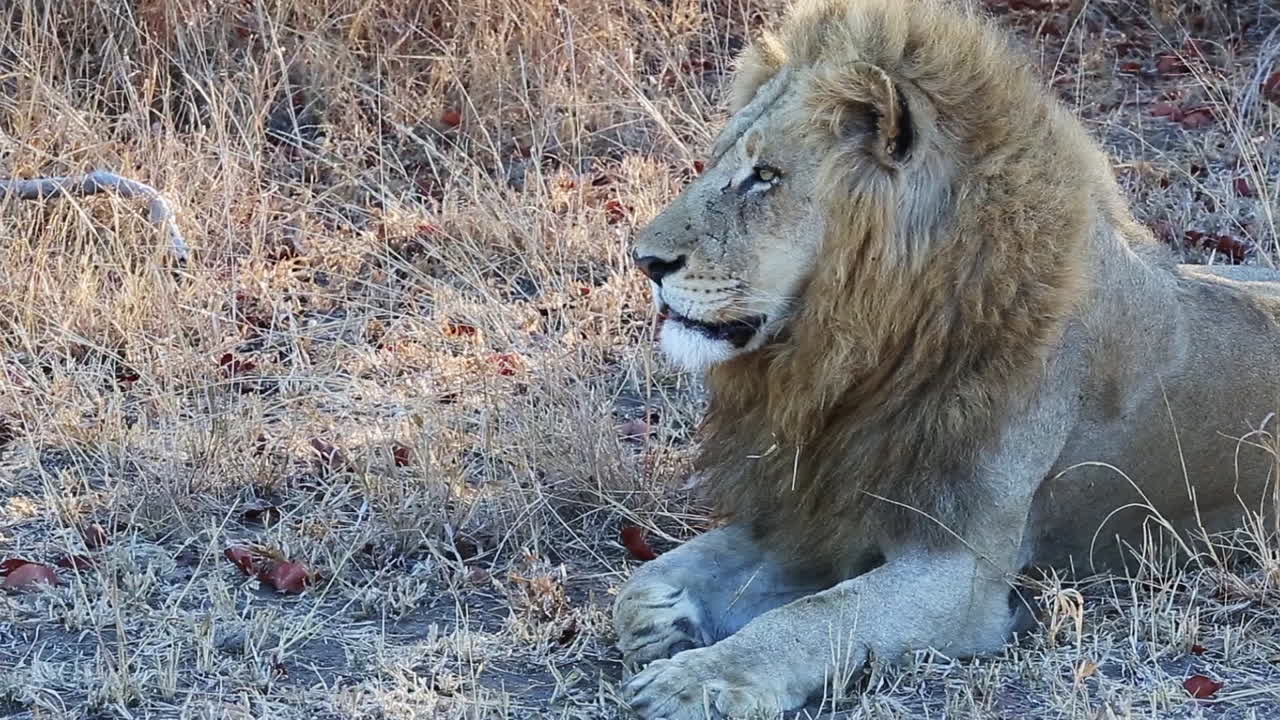 león macho sentado en la hierba se levanta y se aleja