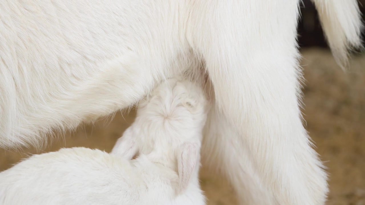 Makrobilde av en liten nyfødt geitekilling med åpen munn som suger på morens spene på Anseong Farmland Sør-Korea