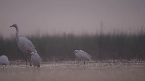 Flock-of-Great-Egrets-in-Morning-of-Winter