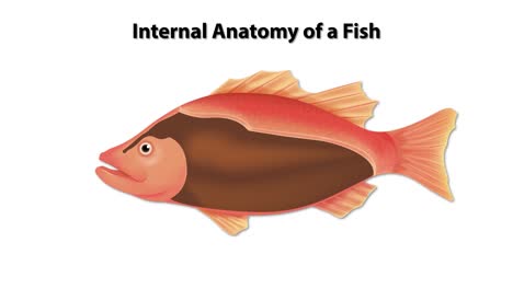 detailed illustration of fish internal organs